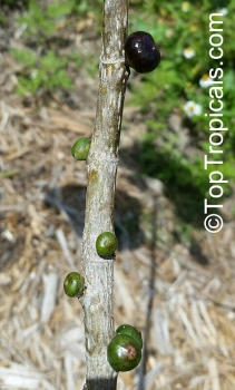 Preview: Ficus religiosa, 20-100 Samen